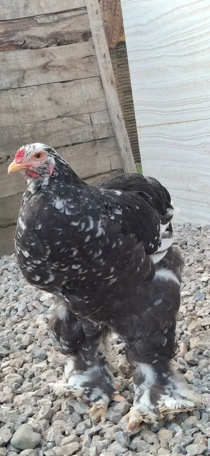 خروس برهما|حیوانات مزرعه|گوراب زرمیخ, |دیوار