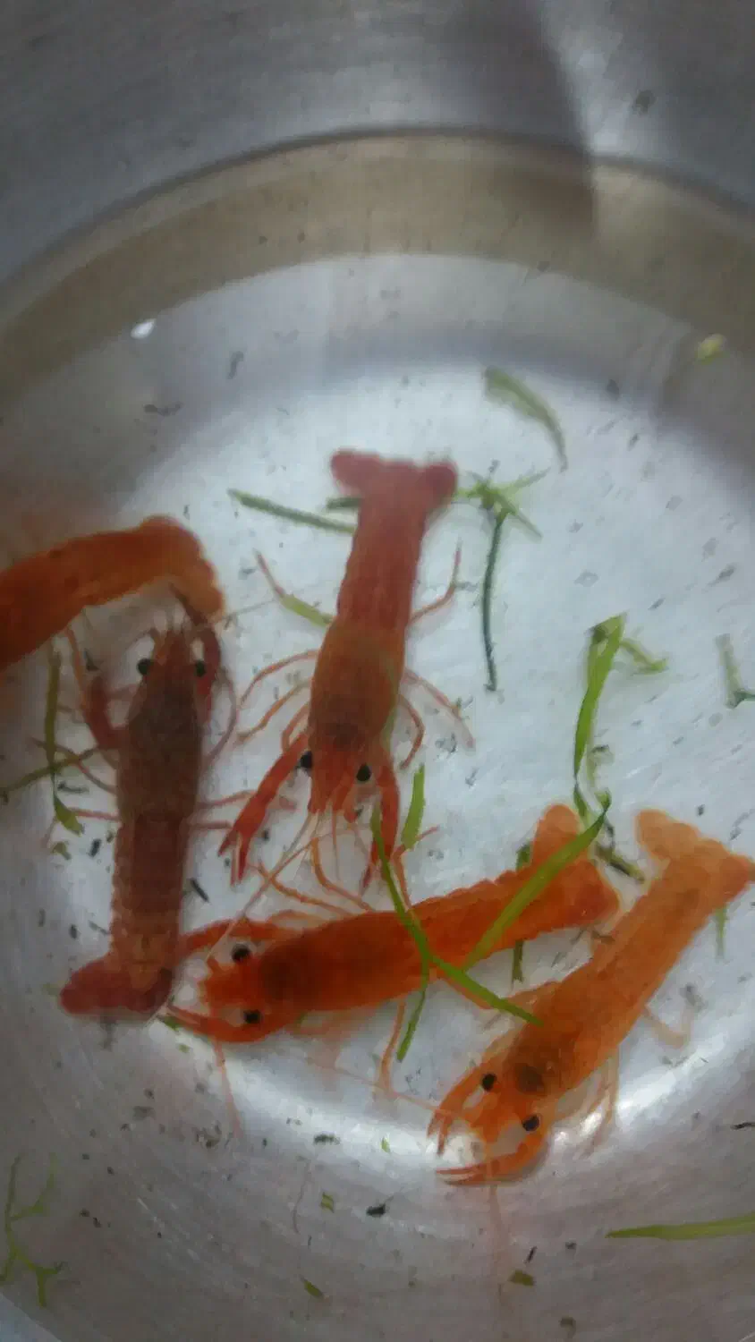 لابستر|ماهی|قم, پردیسان|دیوار