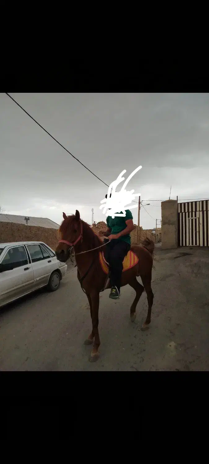 اسب نریان نژاد کرد ۴ سال|اسب و تجهیزات اسب‌سواری|بهار, |دیوار