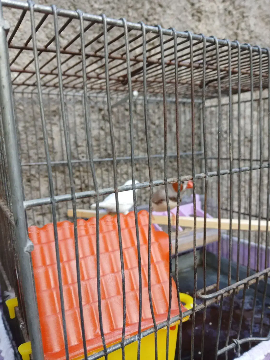 فنچ سرحال|پرنده|کوهدشت, |دیوار