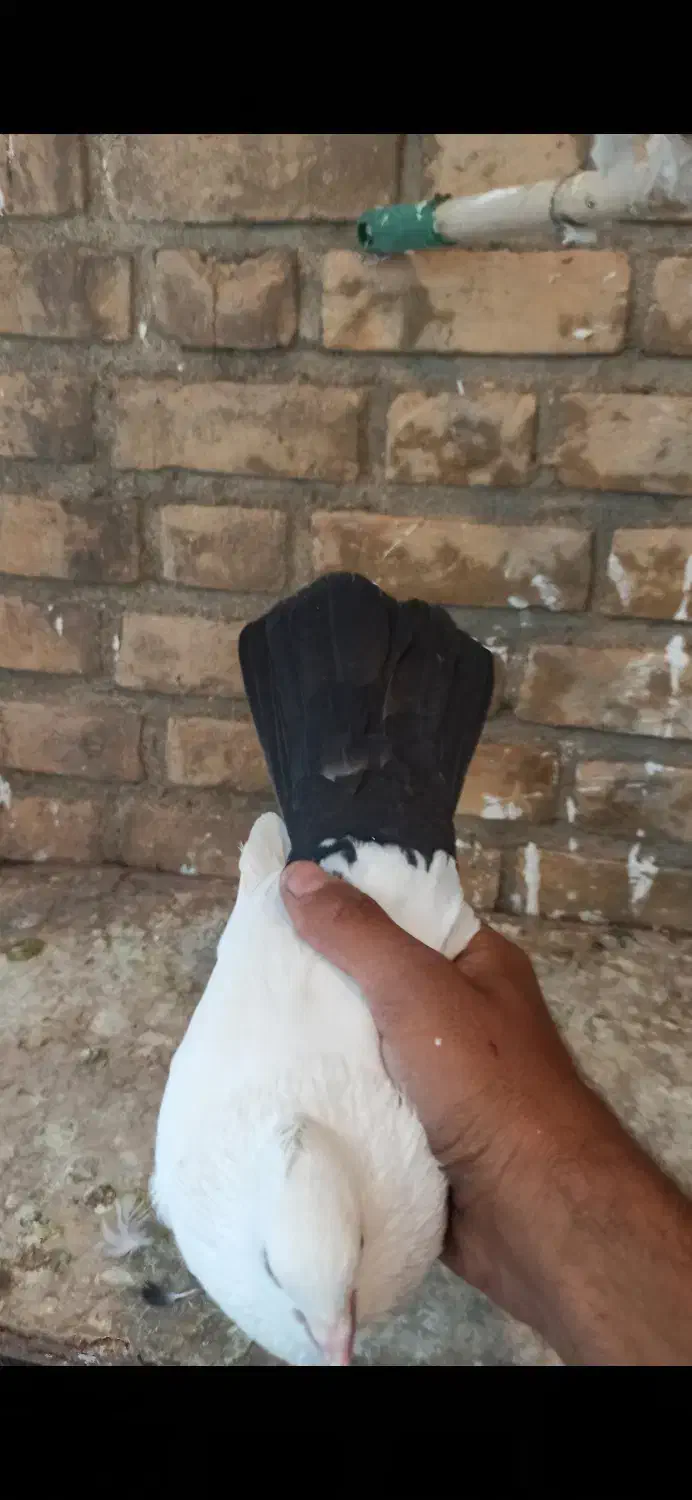 ۸تا کبوتر|پرنده|خرمآباد, |دیوار