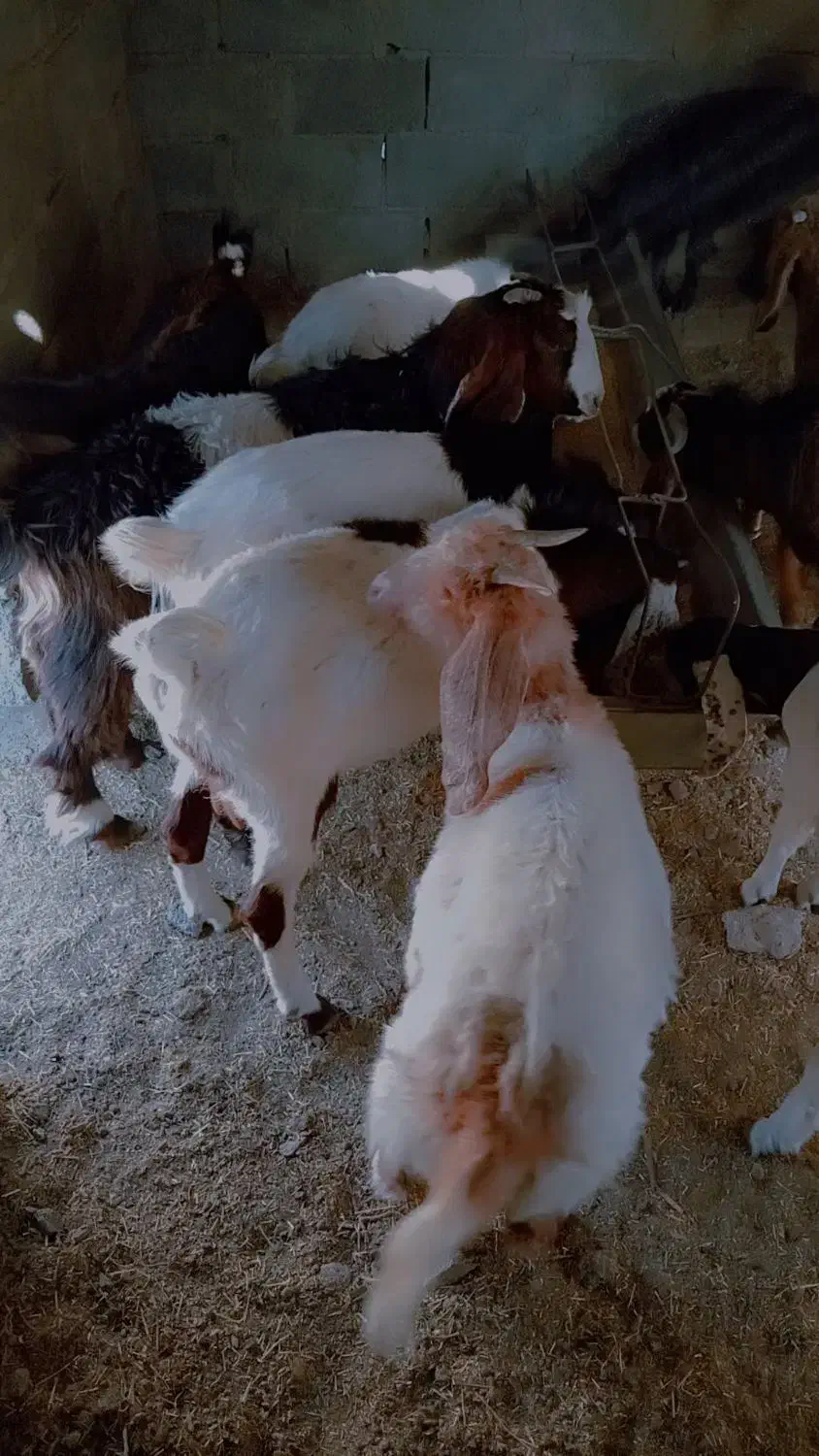 فروش 12راس بزغاله پاکستانی نر ماده چاق|حیوانات مزرعه|خوسف, |دیوار