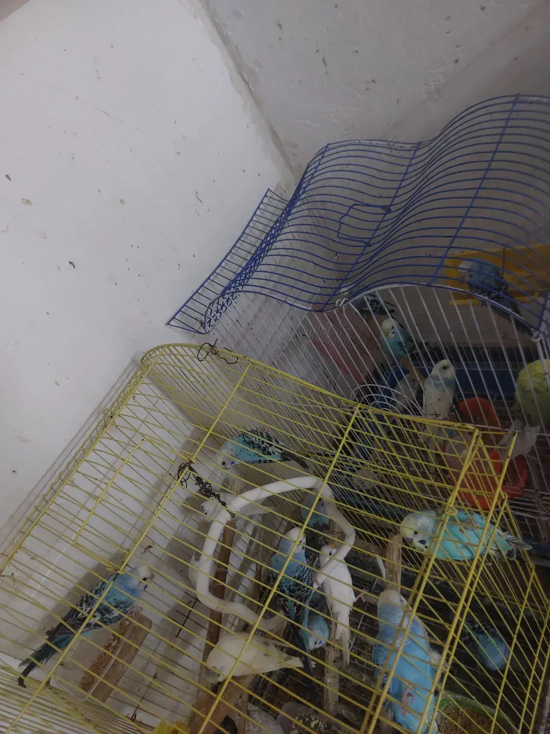 مرغ عشق جفتی۳۰۰|پرنده|رشت, پاره بیجار|دیوار