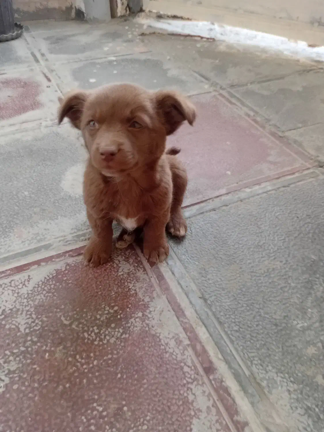 واگذاری|سگ|تربتحیدریه, باغ سلطانی|دیوار