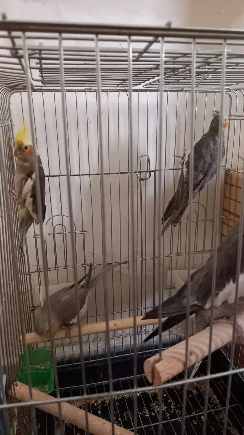 عروس هلندی|پرنده|شیراز, فرودگاه شهید دستغیب شیراز|دیوار