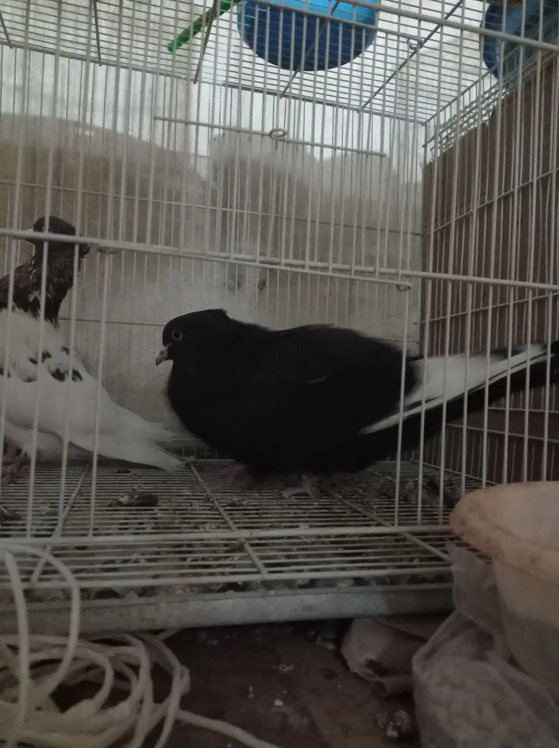 کله هفت رنگ|پرنده|مشهد, شفا|دیوار