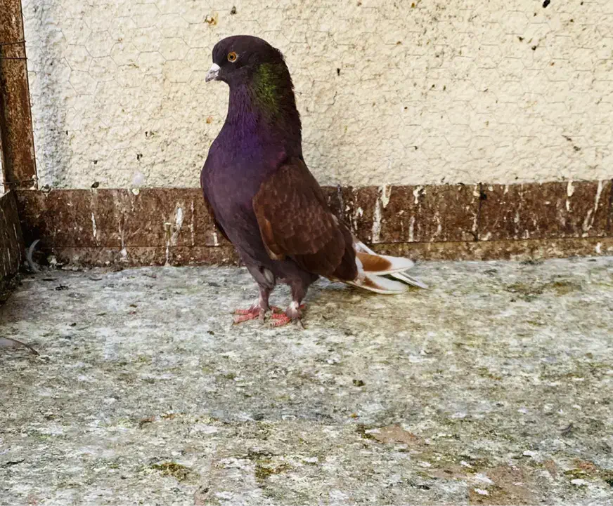 کبوتر|پرنده|علی‌آباد کتول, |دیوار