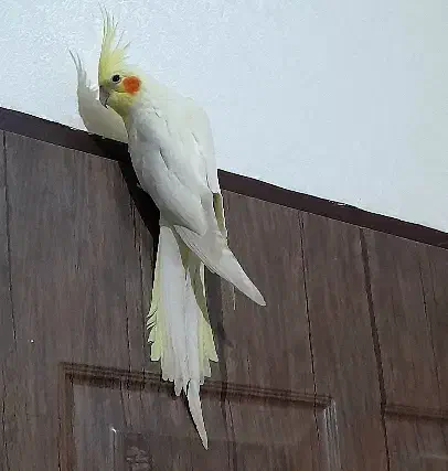 عروس هلندی|پرنده|تولم شهر, |دیوار