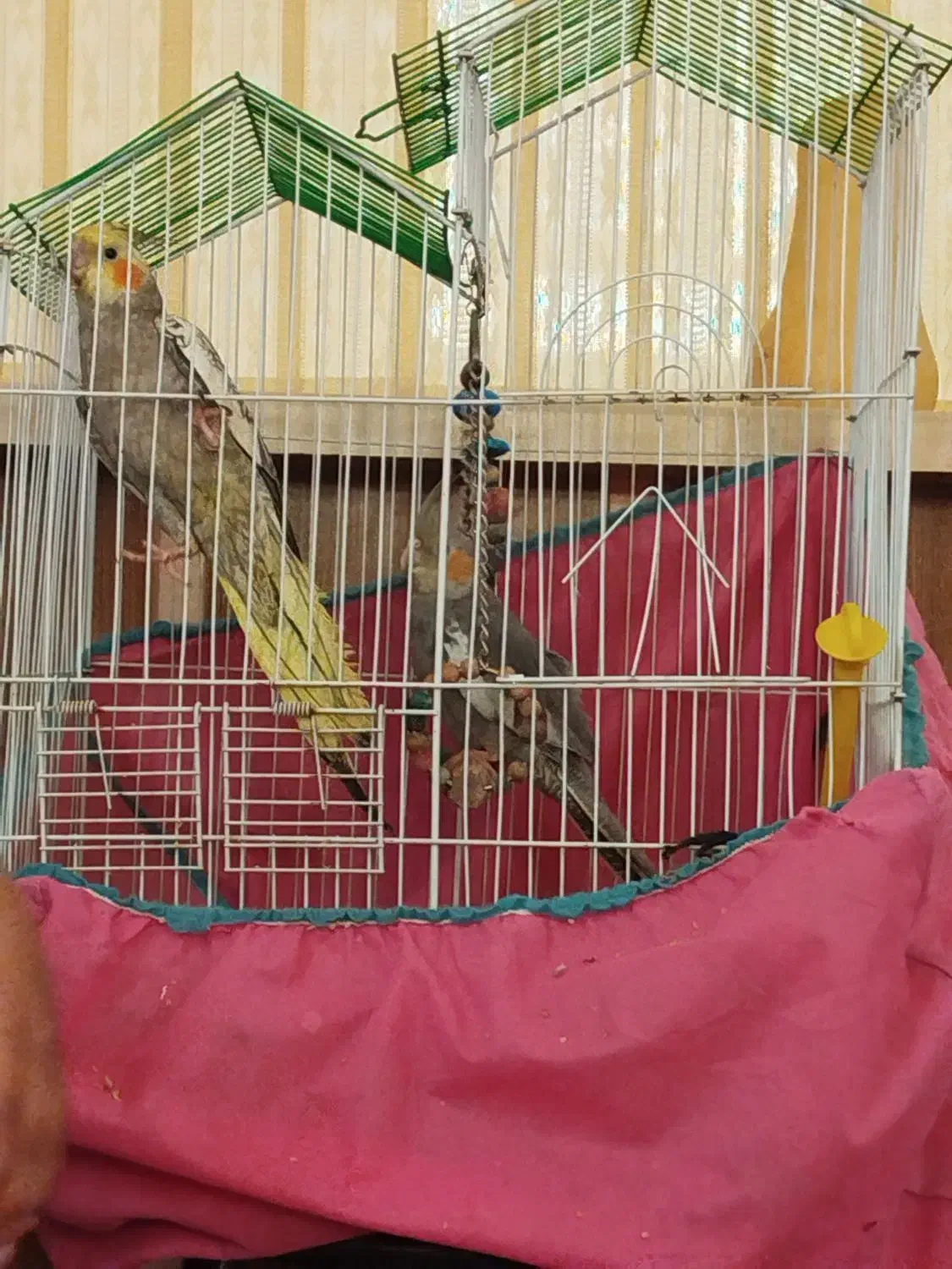 عروس هلندی|پرنده|بافق, |دیوار