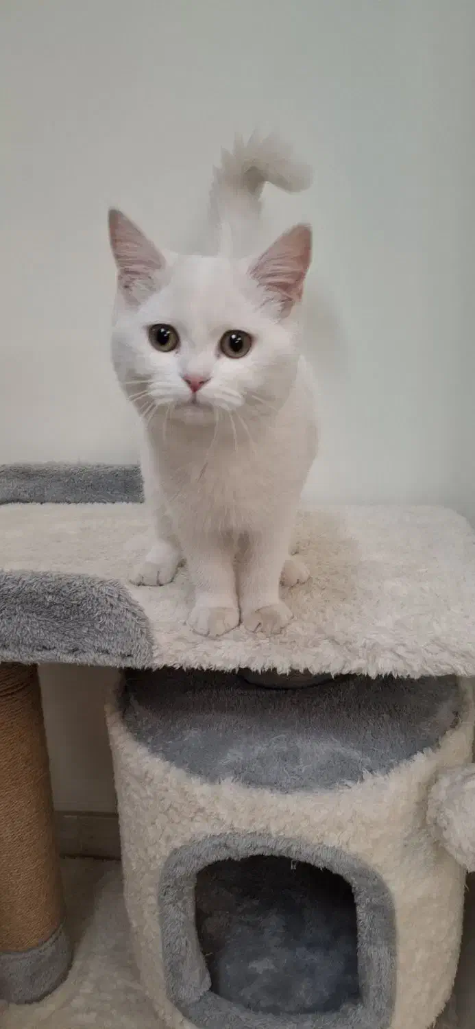 گربه بریتیش نر۴ ماهه با تمام وسایل|گربه|ری, دولتآباد|دیوار