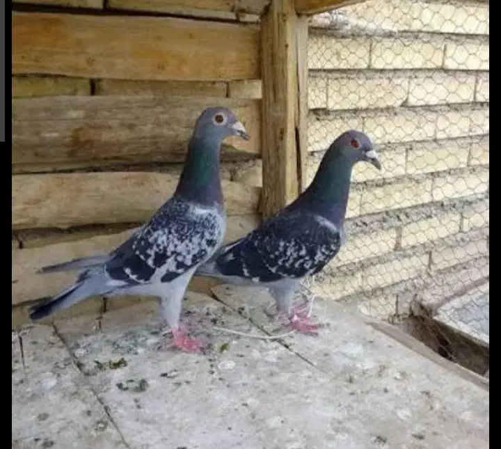 کبوتر کرباسک|پرنده|کرباسک, |دیوار