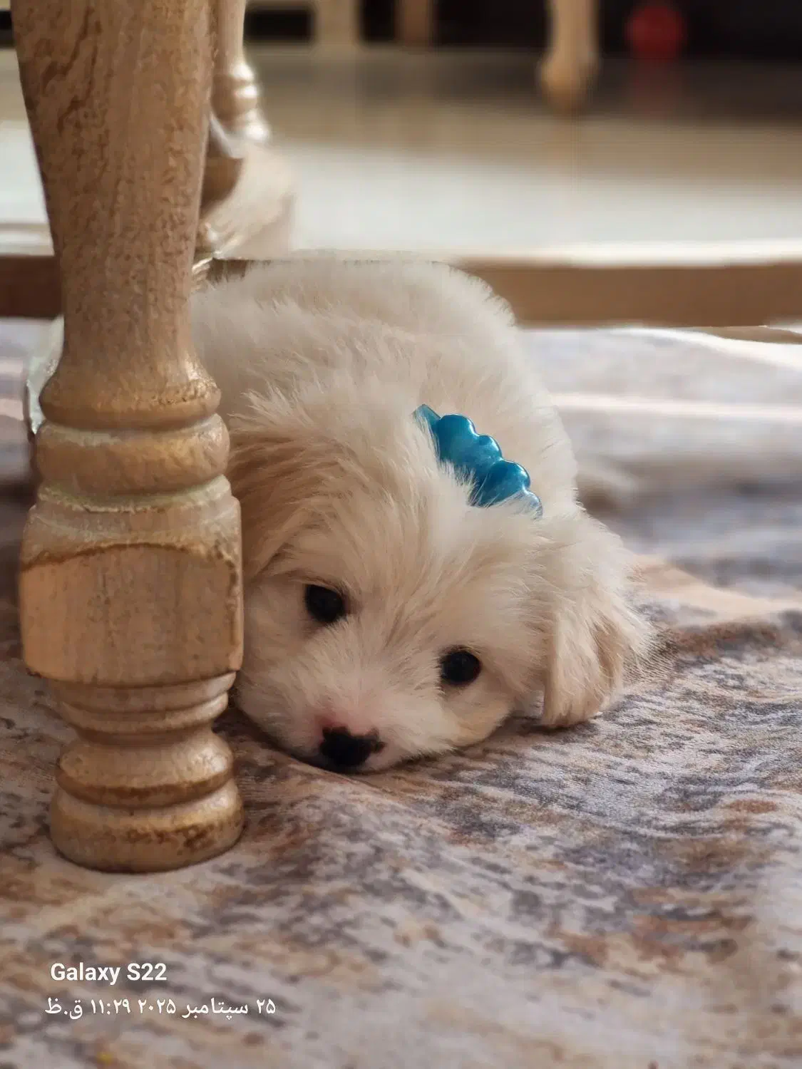 فروش سگ|سگ|تهران, پونک|دیوار