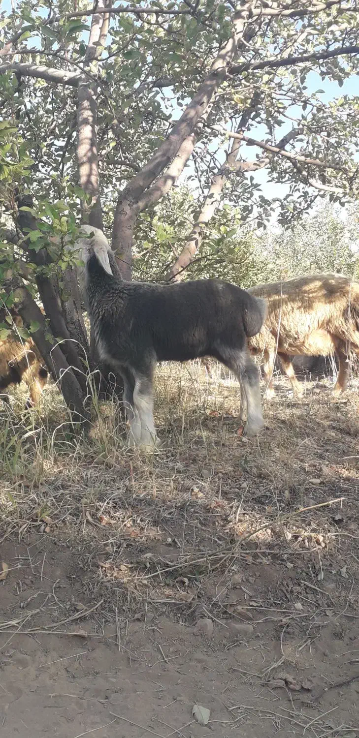 فروش کهره وبره ۴۵ روزه|حیوانات مزرعه|جره و بالاده, |دیوار