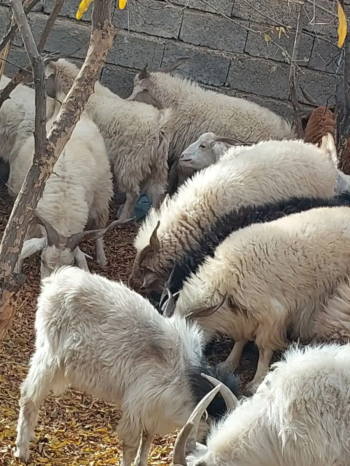 کهره بره چپش|حیوانات مزرعه|ارزوئیه, |دیوار