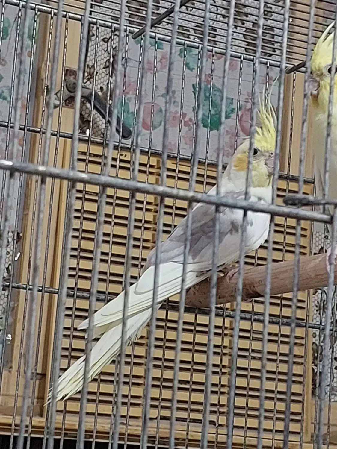 نر مست|پرنده|بندرعباس, |دیوار