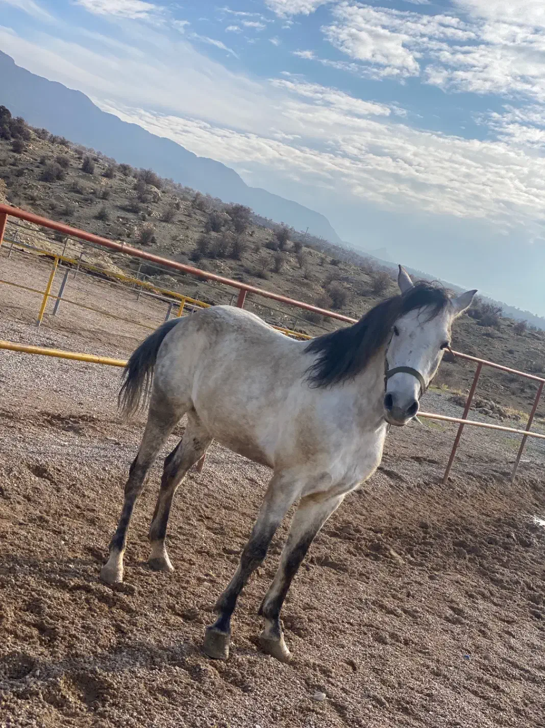 اسب کرد کورسی|اسب و تجهیزات اسبسواری|ایلام, |دیوار