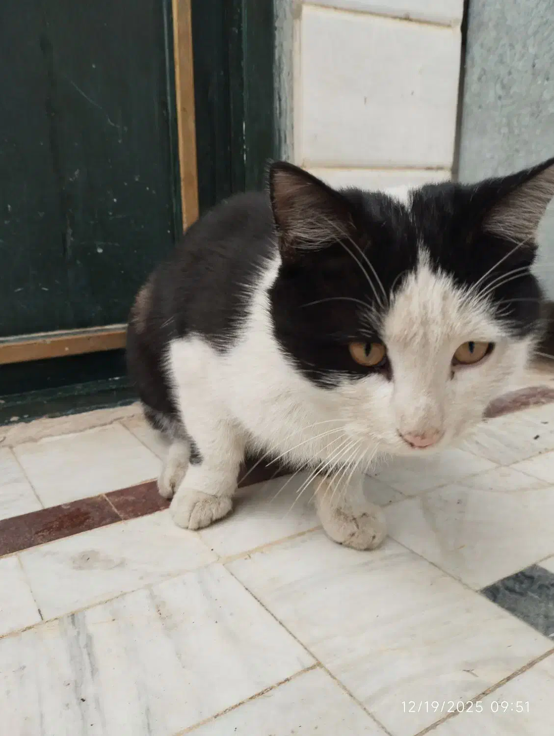 واگذاری گربه|گربه|قم, بنیاد|دیوار