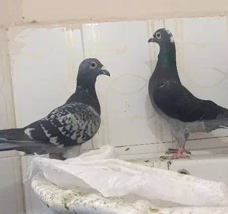 کفتر|پرنده|چناران, |دیوار