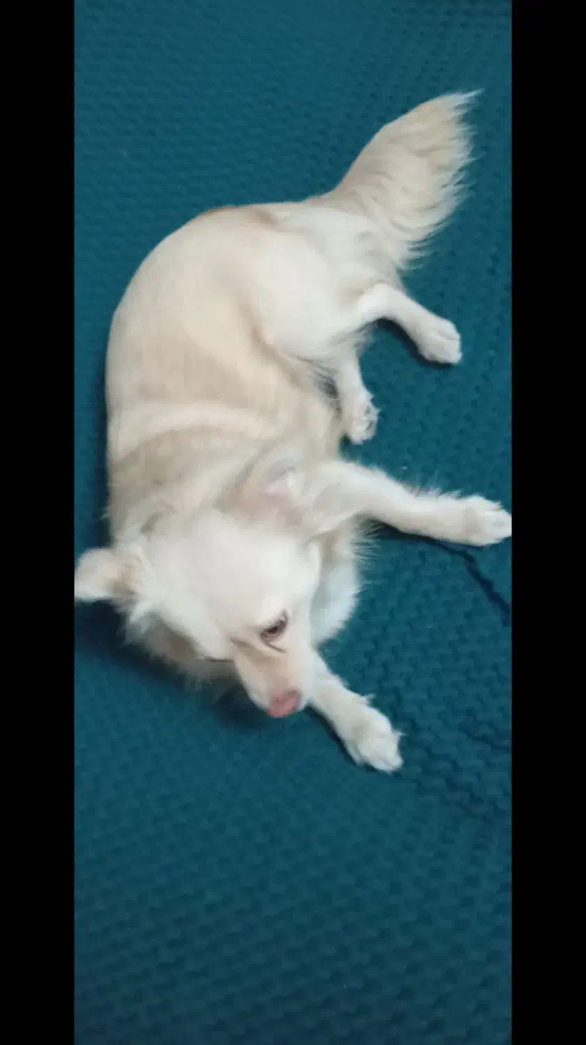 فروش سگ خانگی نژاد دار|سگ|هشتگرد, ینگی امام|دیوار