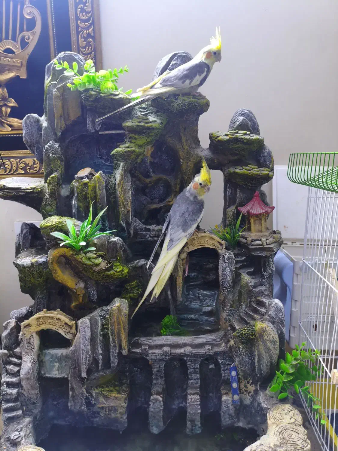 عروس هلندی|پرنده|تهران, امجدیه (خاقانی)|دیوار