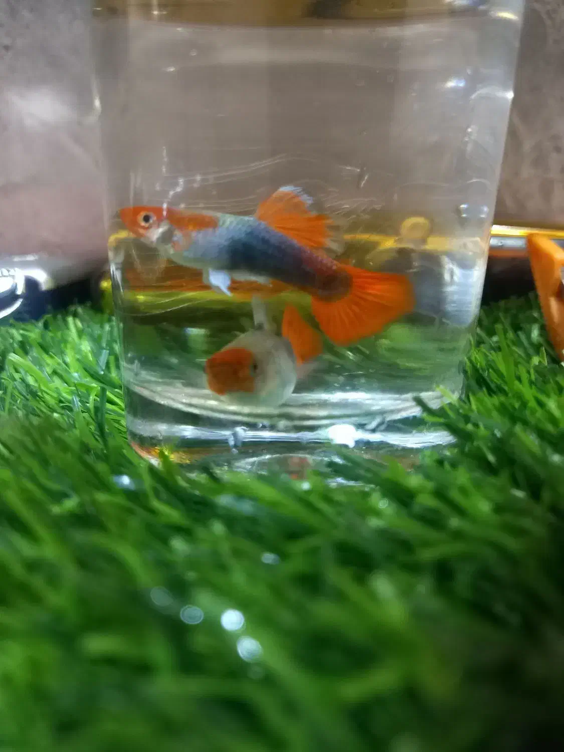 ماهی گوپی کوی مولد|ماهی|اندیشه, اندیشه فاز ۲|دیوار