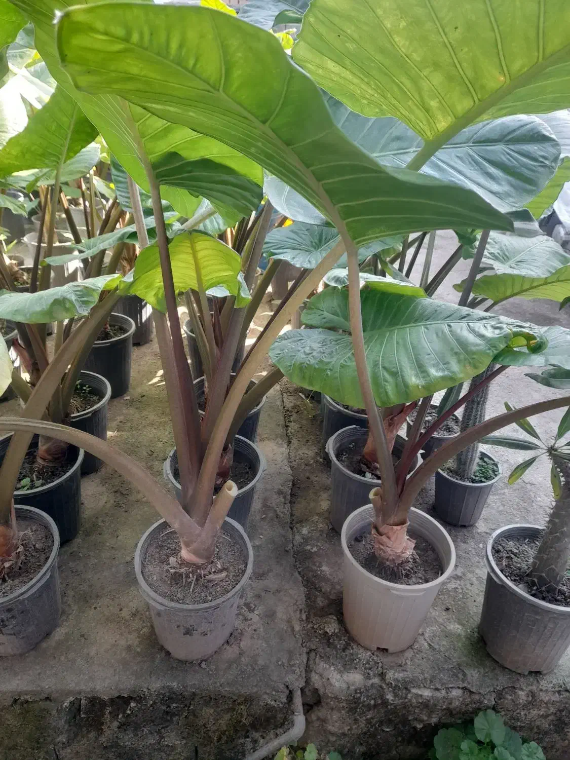 گل بابا آدم گلدان ده|عمده‌فروشی|شیرگاه, |دیوار