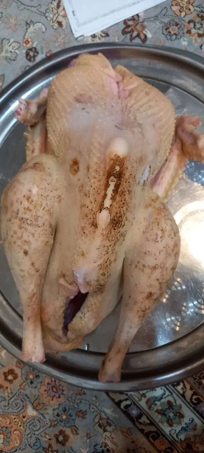 بوقلمون محلی|خوردنی و آشامیدنی|آمل, |دیوار