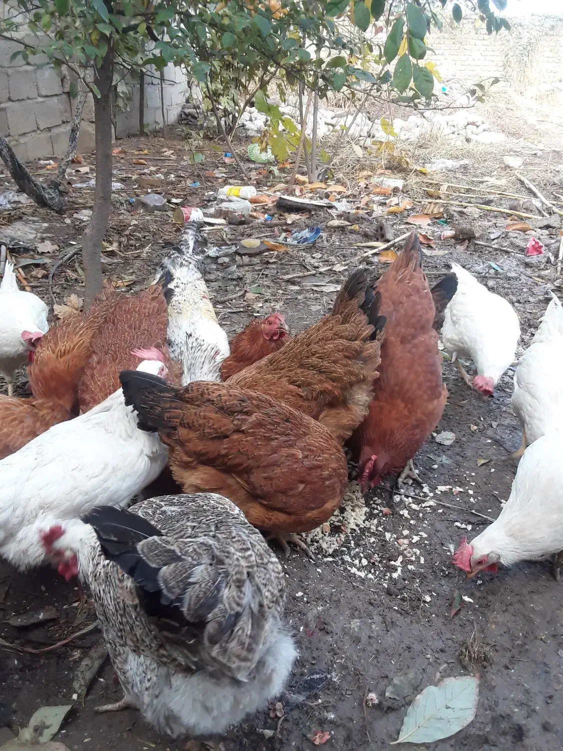 تعداد5عددمرغ ویک خروس|حیوانات مزرعه|گالیکش, |دیوار