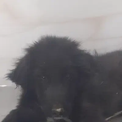 سگ قهدریجانی|سگ|خمینی‌شهر, |دیوار