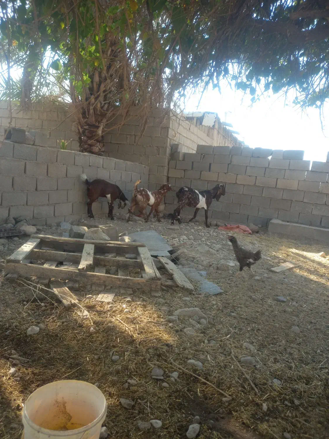 بزدوقلو پاکستانی|حیوانات مزرعه|دوگنبدان, |دیوار