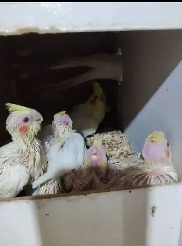 عروس هلندی لوتینو|پرنده|حمیدیا, |دیوار