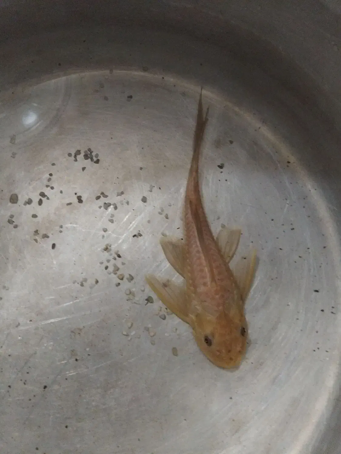 لجنخوار و کفخوار|ماهی|تویسرکان, |دیوار