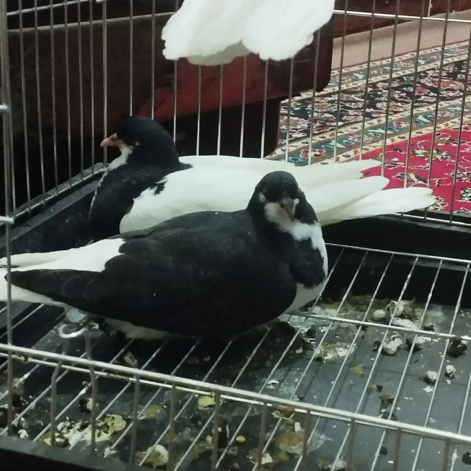 کبوتر|پرنده|شال, |دیوار