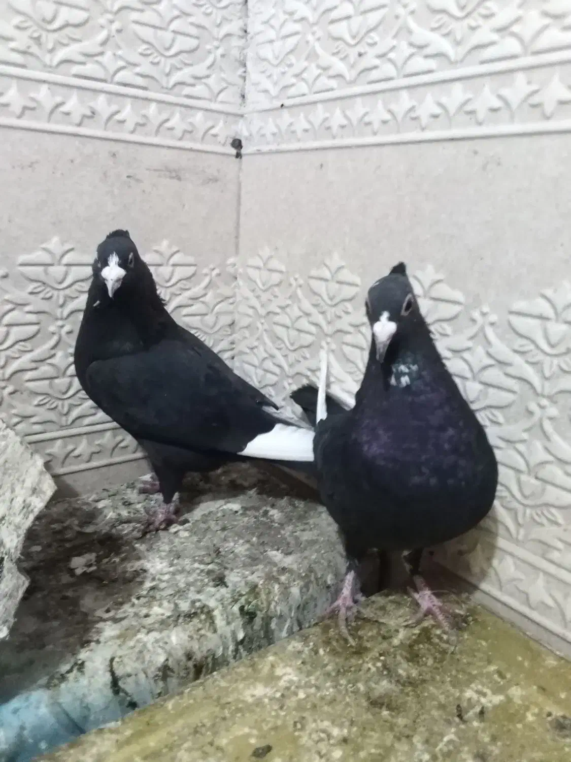 کبوتر پلنگ|حیوانات|زرند, |دیوار