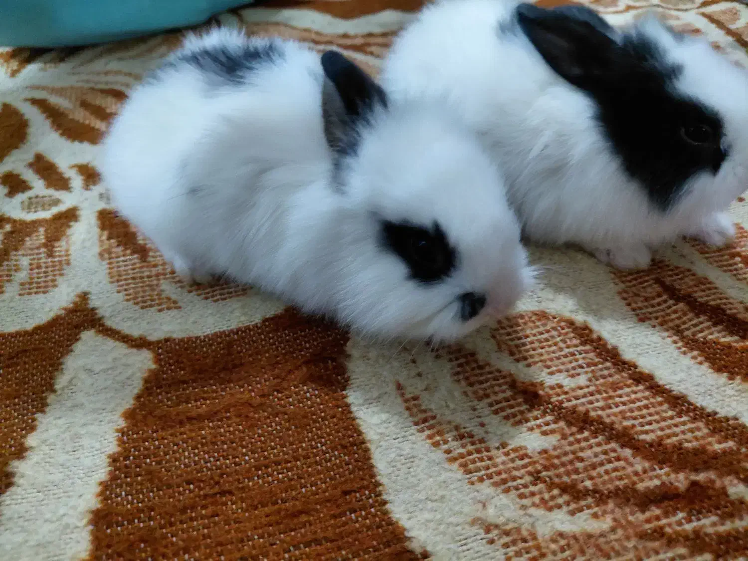 خرگوش لوپ پشمالو|موش و خرگوش|اهواز, اسلام آباد غربی|دیوار