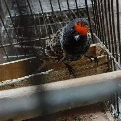 سهره نر کهنه درجه یک|پرنده|خمینی‌شهر, |دیوار