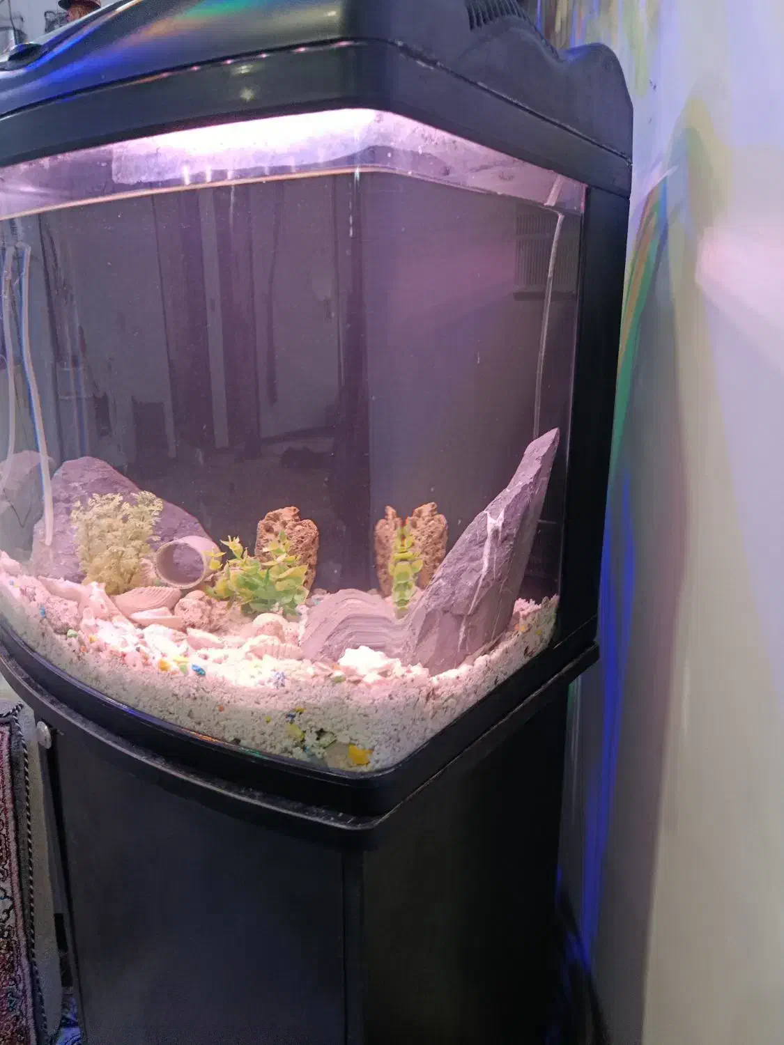 آکواریوم حرفه ای با لوازم کامل و میز|ماهی|زاهدان, |دیوار