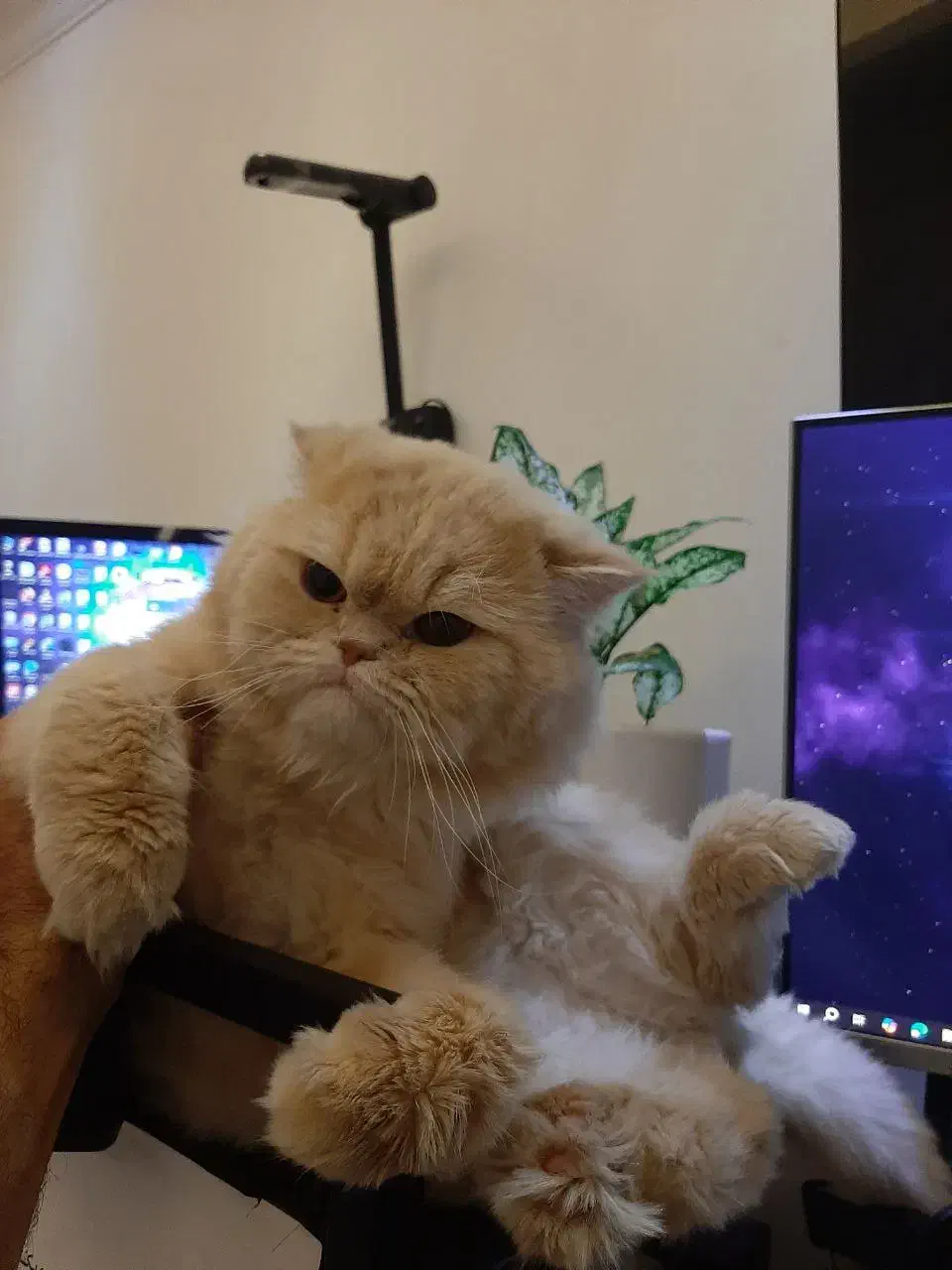 گربه اسکاتیش نر|گربه|ارومیه, |دیوار