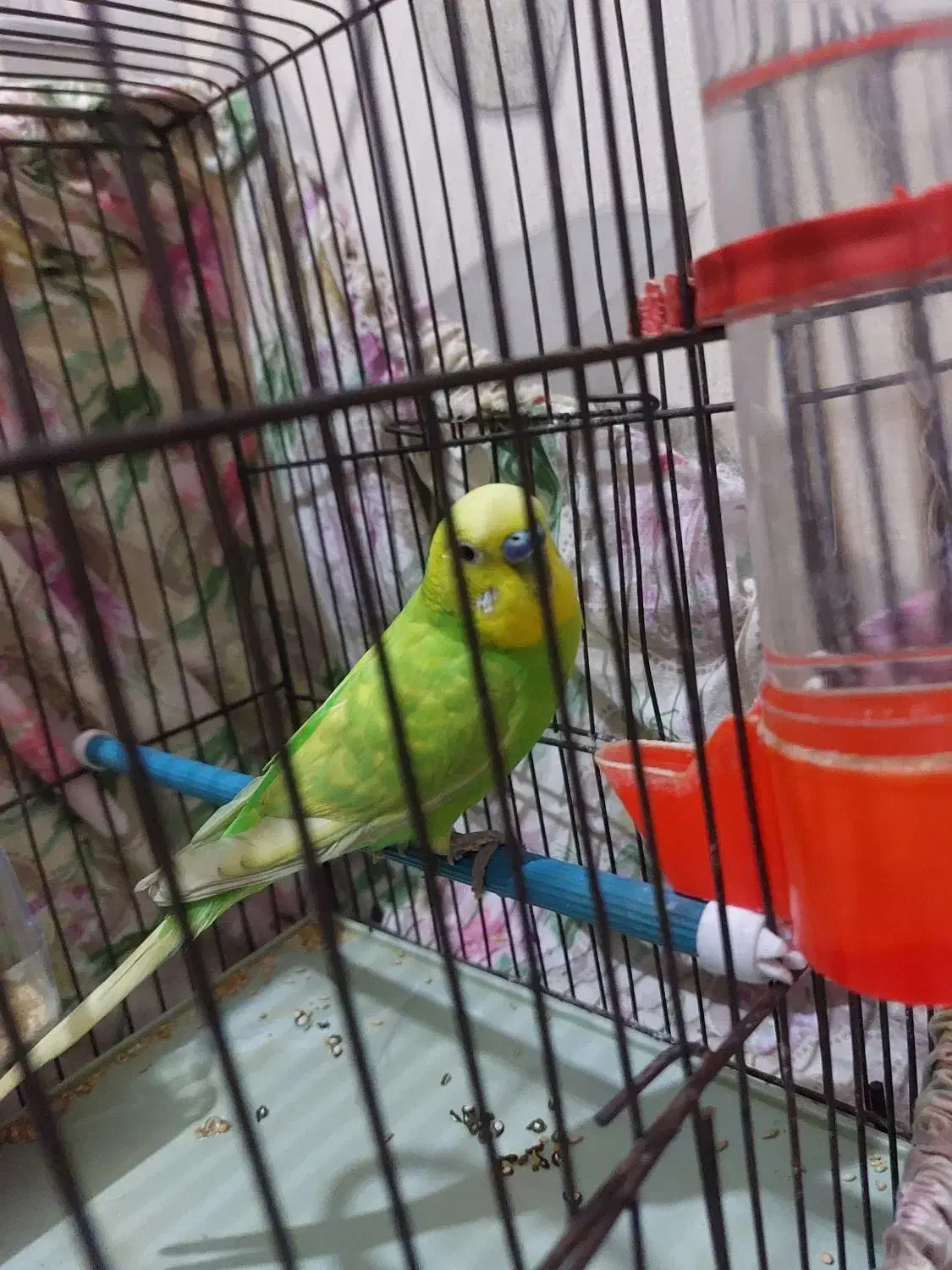 مرغ عشق نر|پرنده|اردبیل, |دیوار