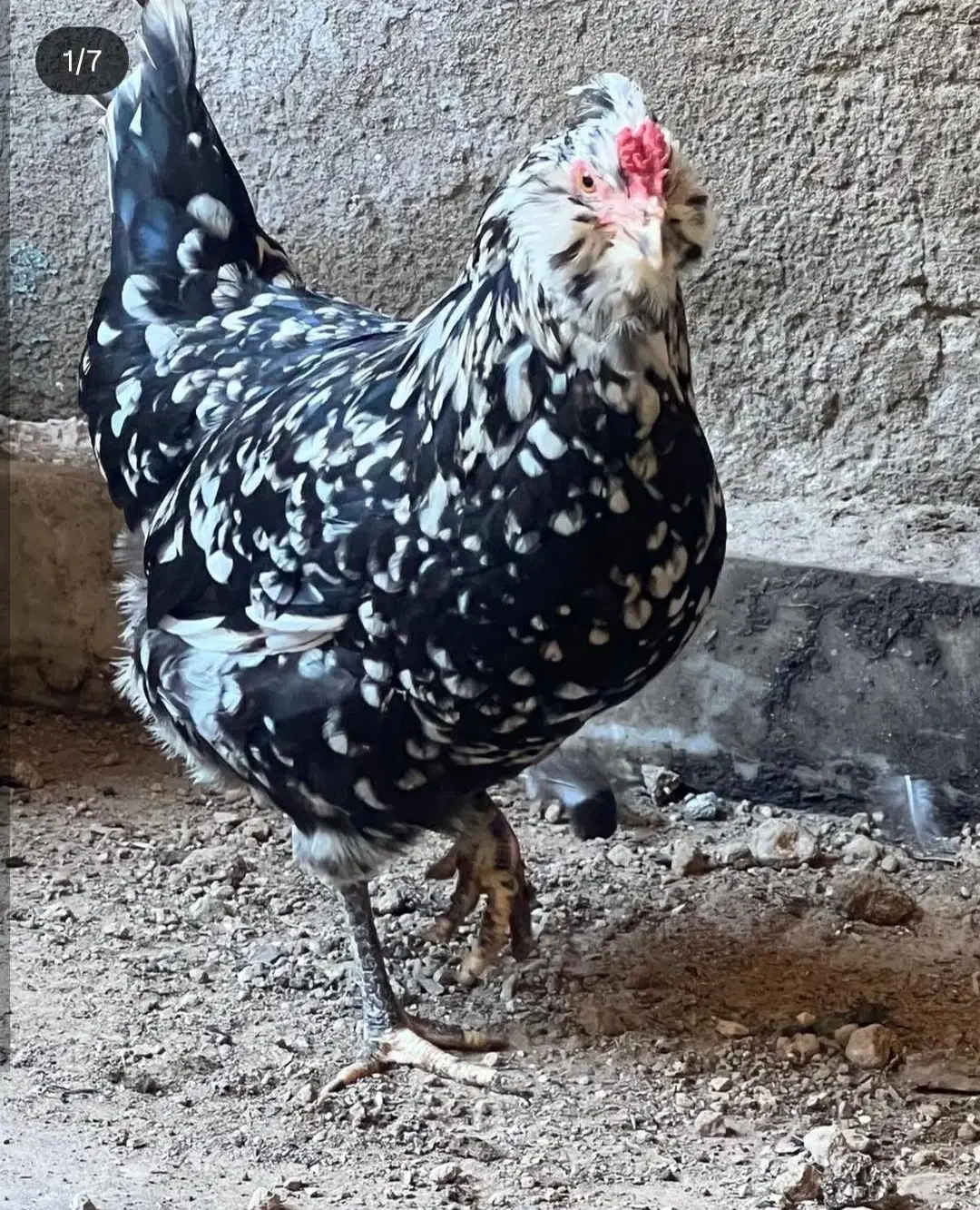 تخم گلین ، آرکانا نطفه دار|حیوانات مزرعه|سبزوار, ایزی شهر|دیوار