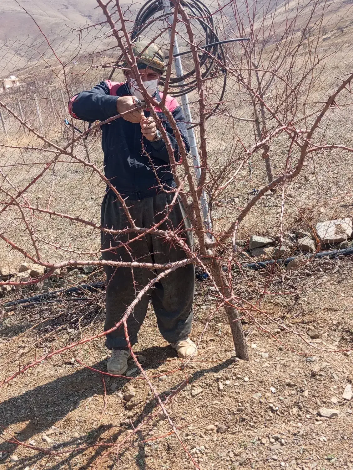 خدمات کشاورزی چالکود تیلر سم پاش کود حیوانی|خدمات باغبانی و درختکاری|سنندج, |دیوار