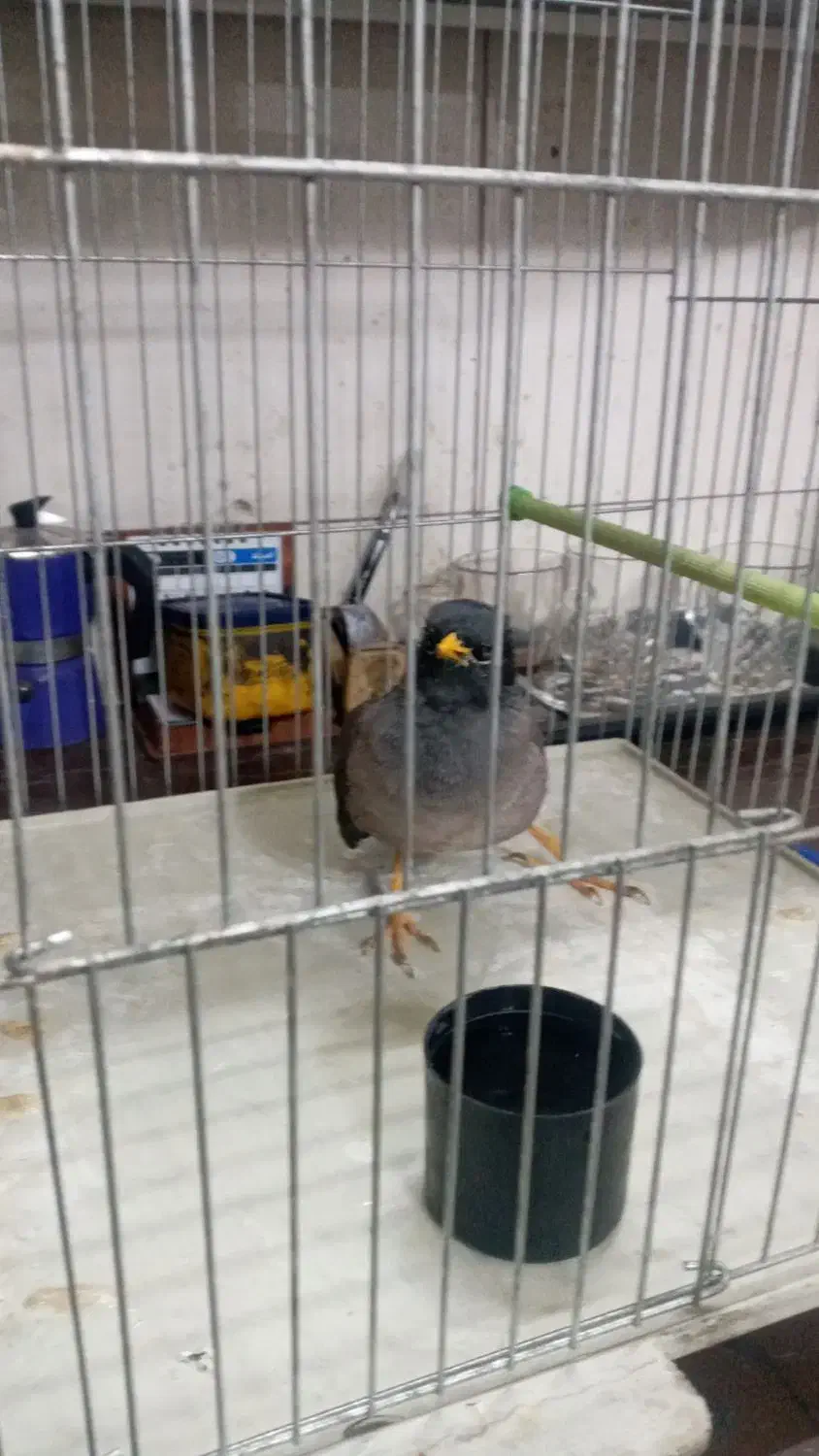 مینا|پرنده|اردبیل, |دیوار