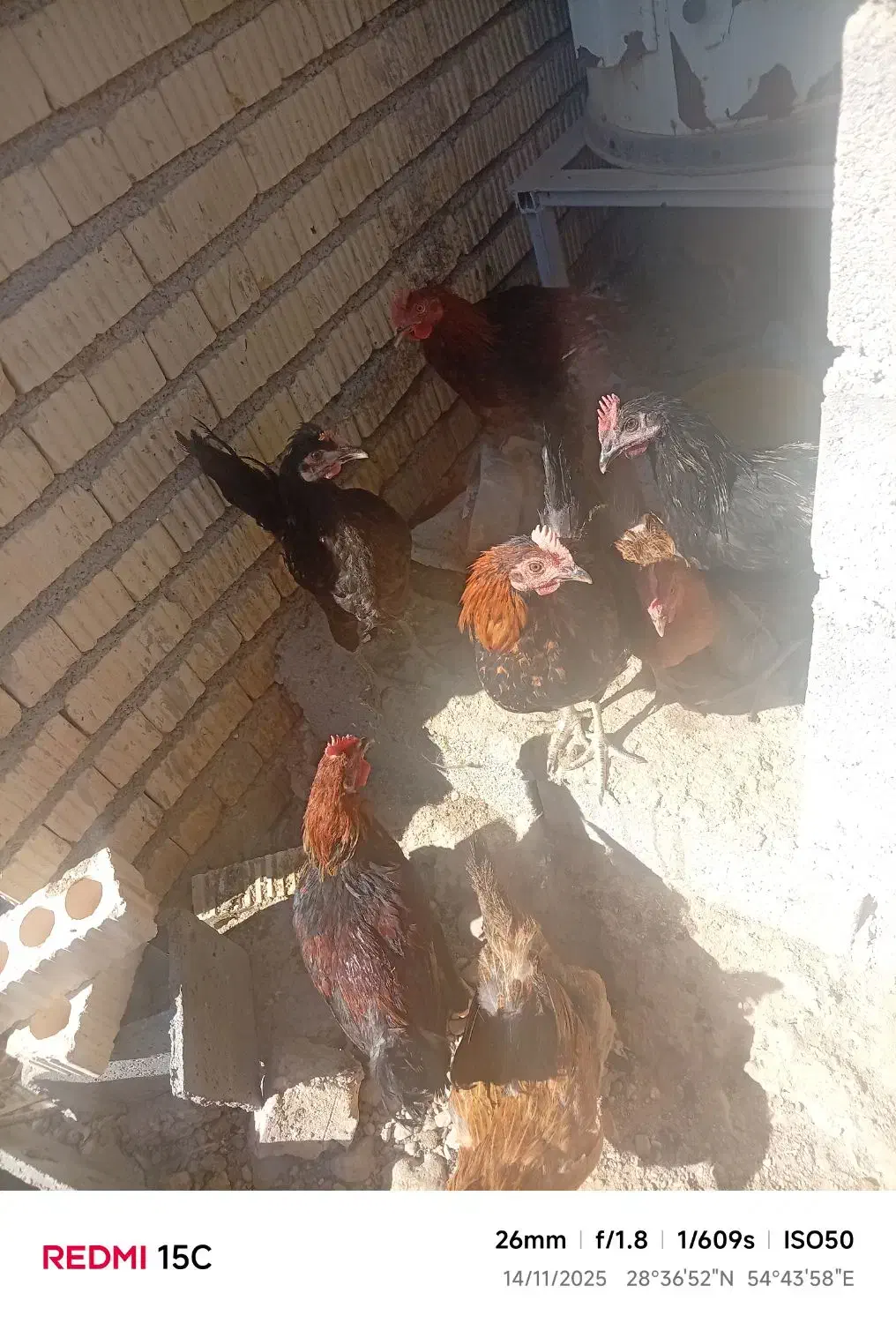 جوجه خروس گوشتی|حیوانات مزرعه|جنت, |دیوار