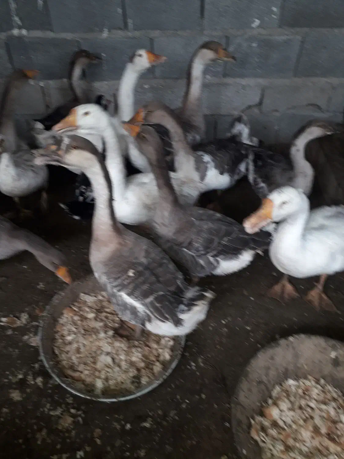 غاژ بزرگ|حیوانات مزرعه|قائم‌شهر, |دیوار