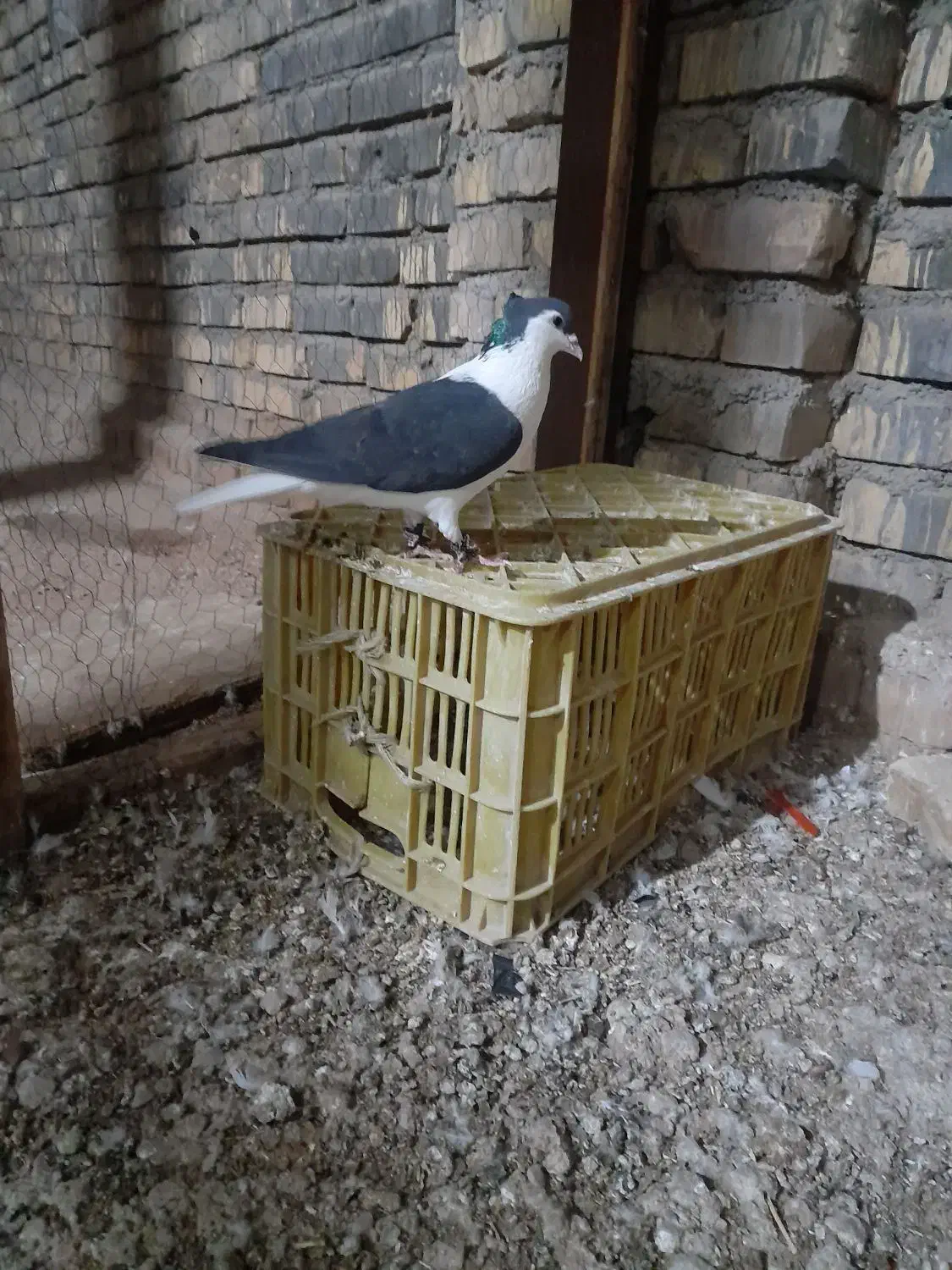 کبوتر|پرنده|اسفراین, |دیوار