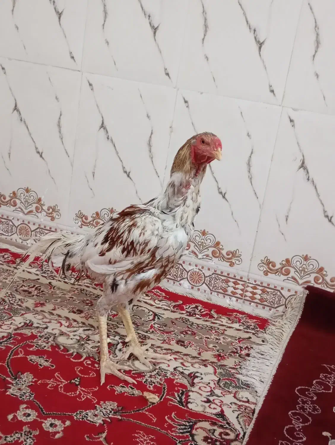 مرغ|حیوانات مزرعه|خاش, |دیوار