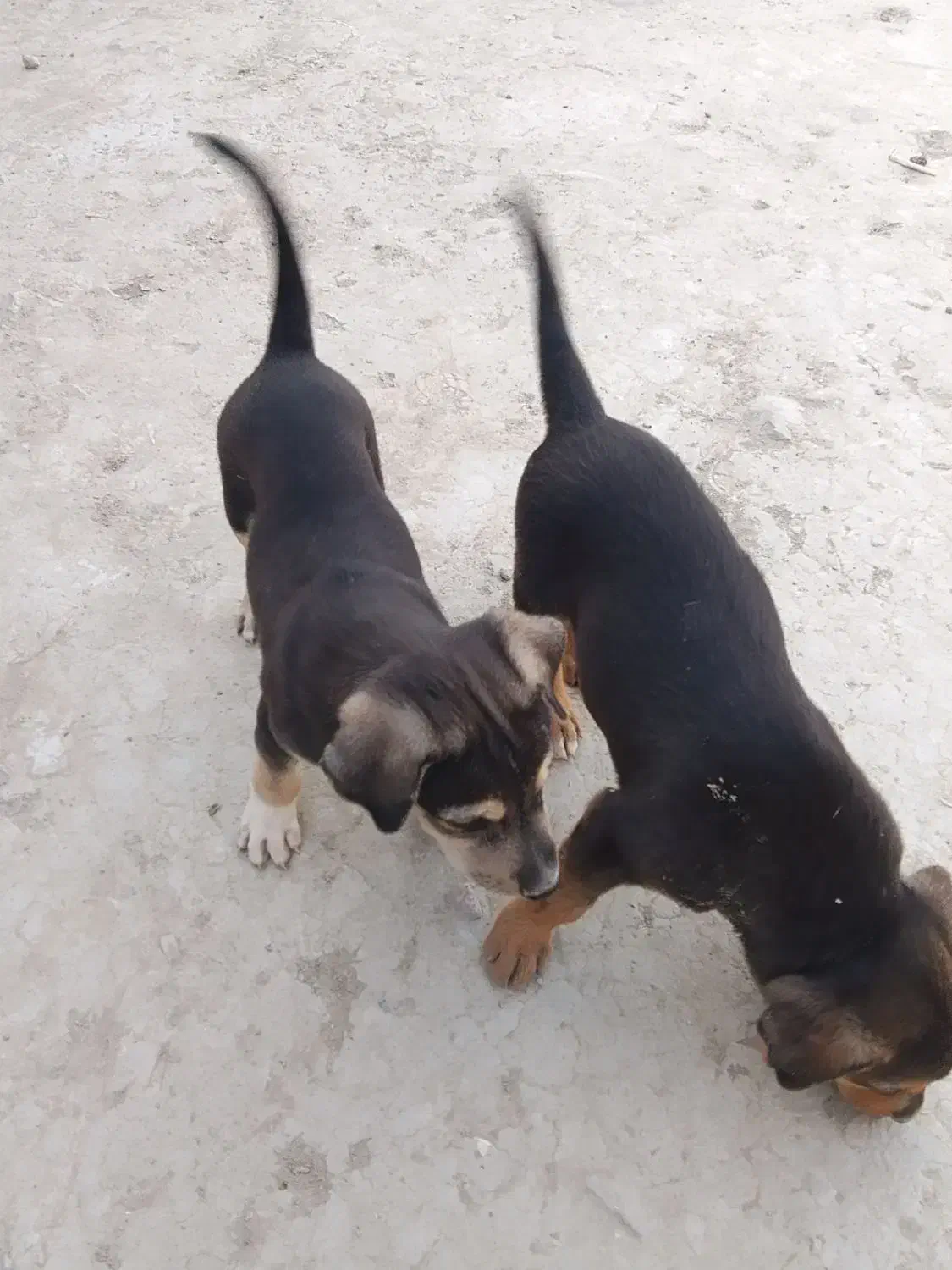 سلام علیک فروش ۲سگ پاکوتاه نر درساربوک|سگ|ساربوک, |دیوار