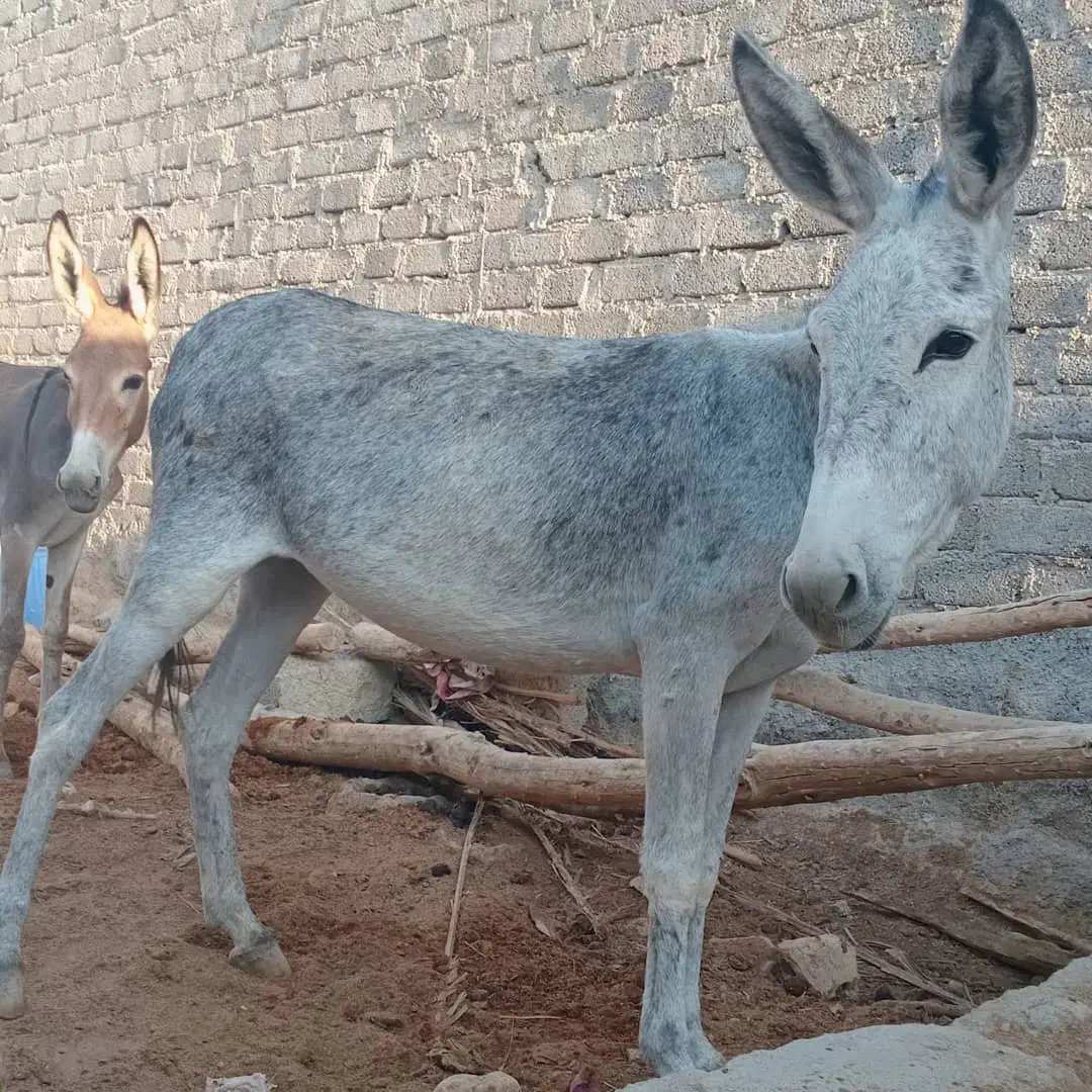 الاغ ماده|حیوانات مزرعه|بستک, |دیوار