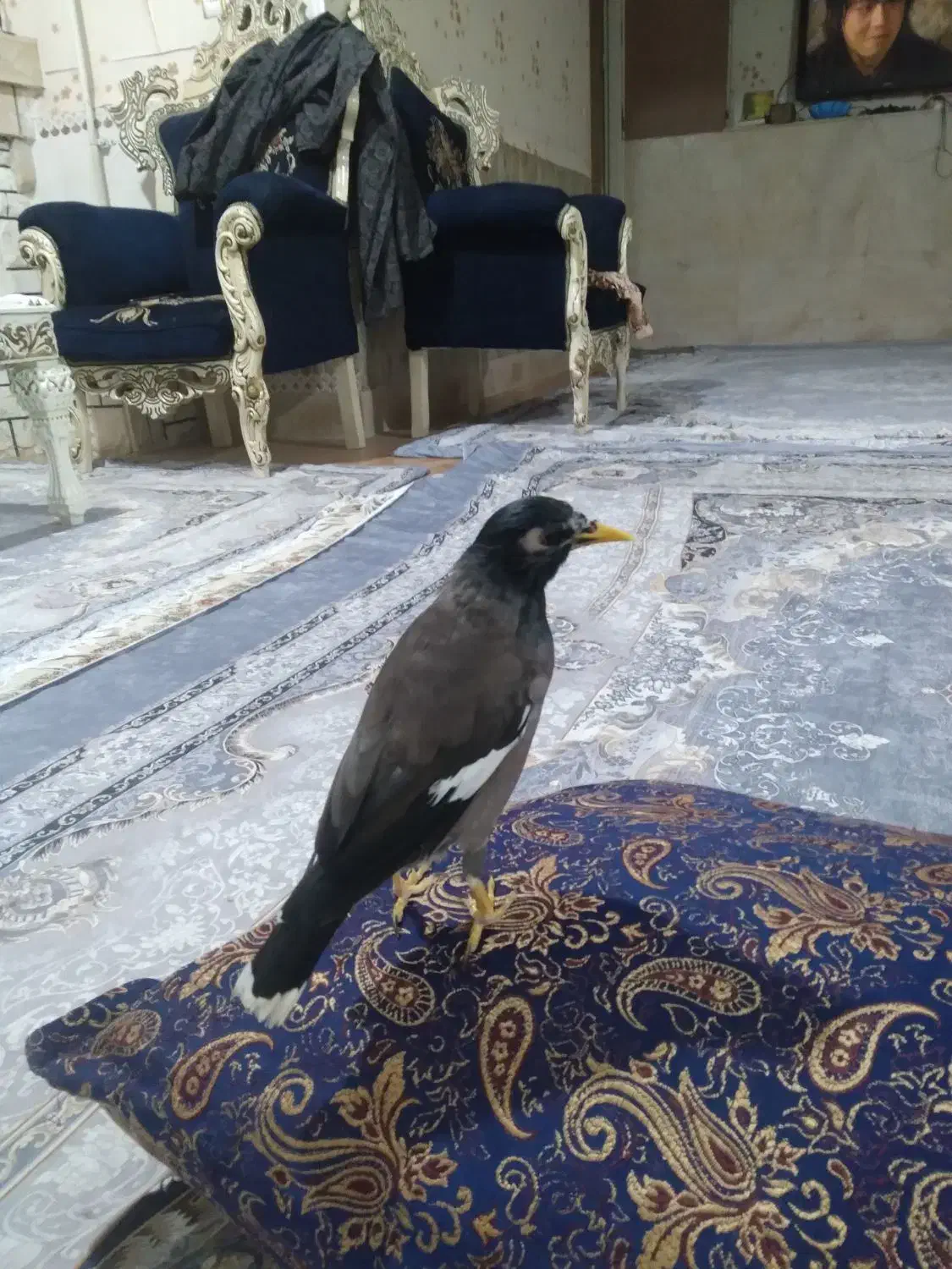 مرغ مینا نر جوان سخن گو|پرنده|گرگان, |دیوار
