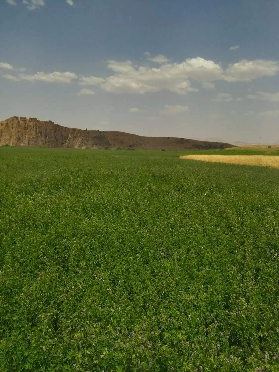 یونجه خرمنکوب شده|حیوانات مزرعه|دیواندره, |دیوار